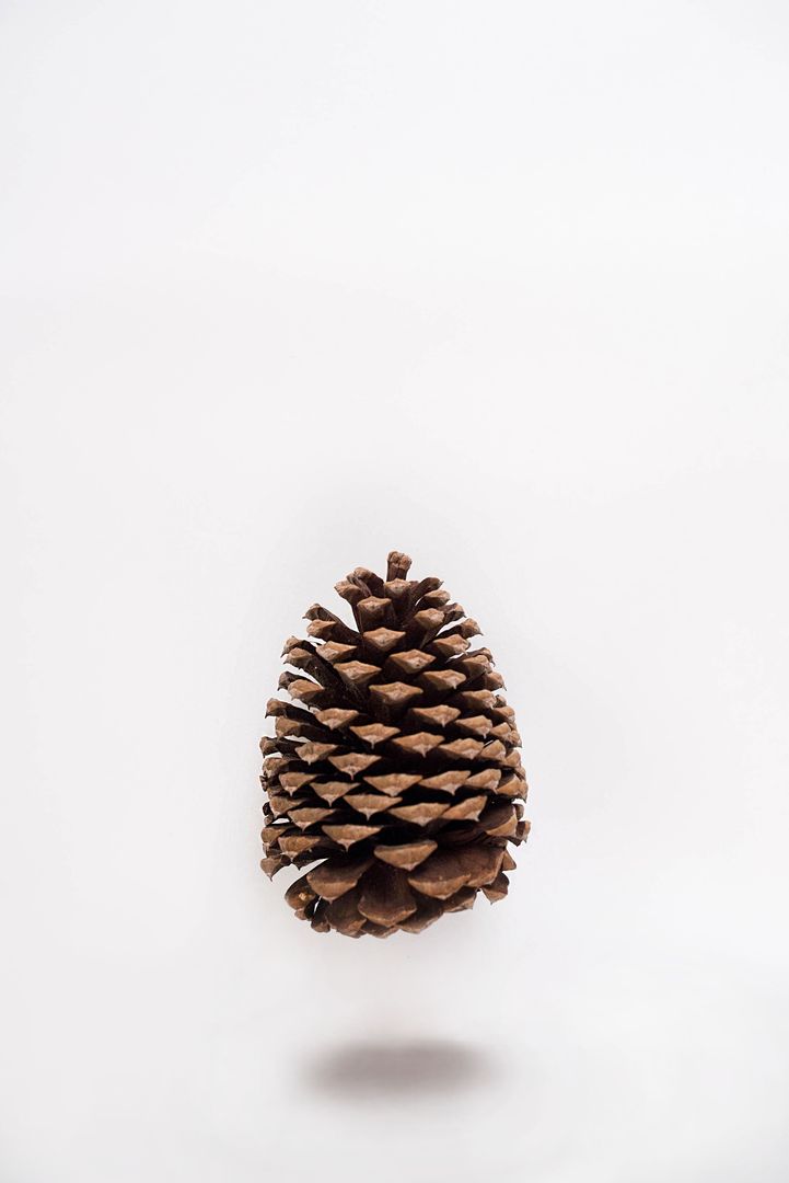 Floating Pine Cone on White Background - Free Images, Stock Photos and Pictures on Pikwizard.com