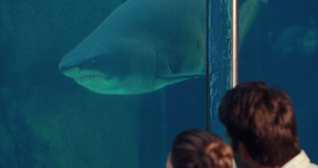 Large Shark Swim Close to Aquarium Exhibit Window - Free Images, Stock Photos and Pictures on Pikwizard.com
