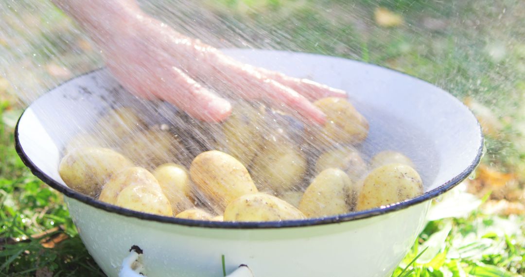 Close-up of woman hands washing potatoes in garden on a sunny day - Free Images, Stock Photos and Pictures on Pikwizard.com