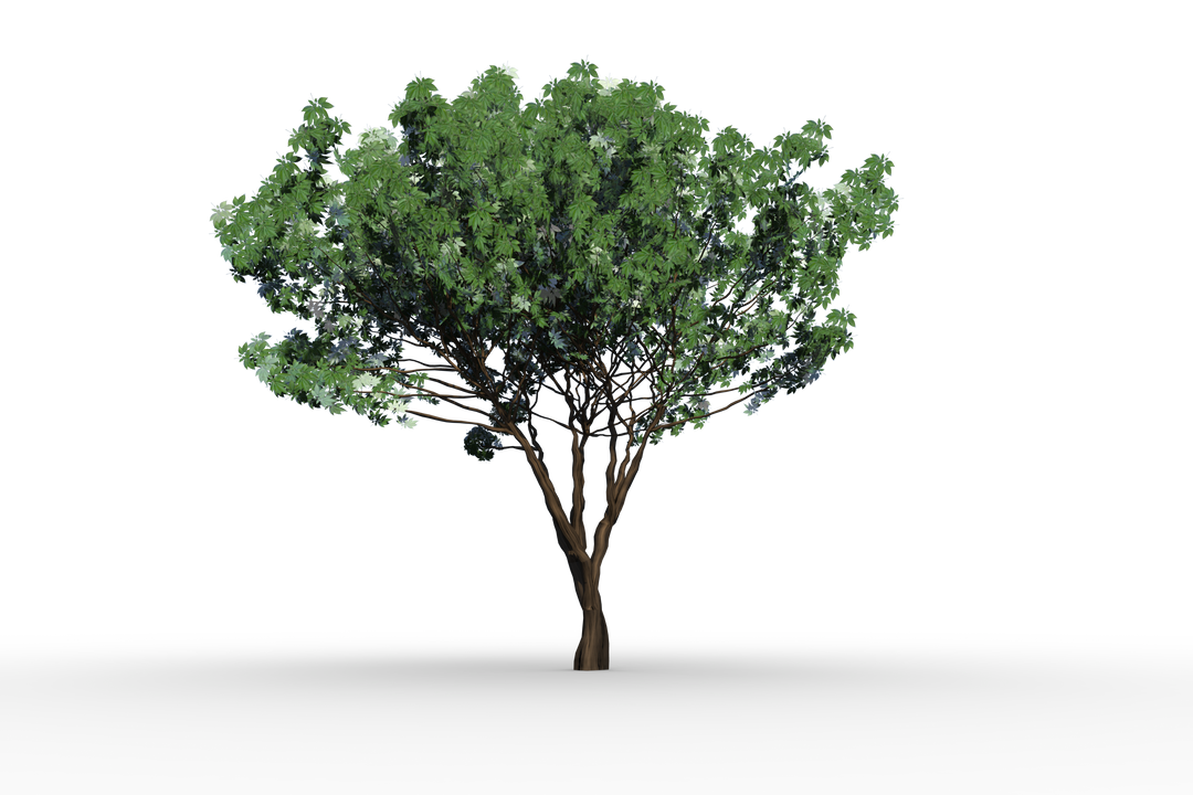 Transparent Green Tree with Lush Foliage on Clear Background - Download Free Stock Images Pikwizard.com