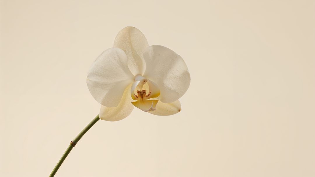Minimalistic White Orchid Flower with Droplets on Light Background