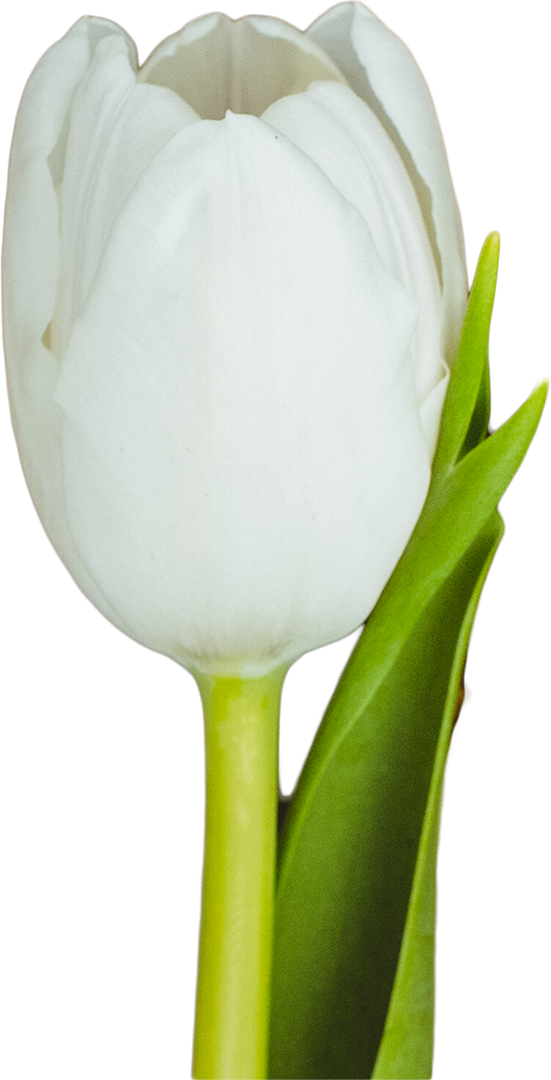 White Tulip on Transparent Background with Green Stem and Leaves - Download Free Stock Images Pikwizard.com