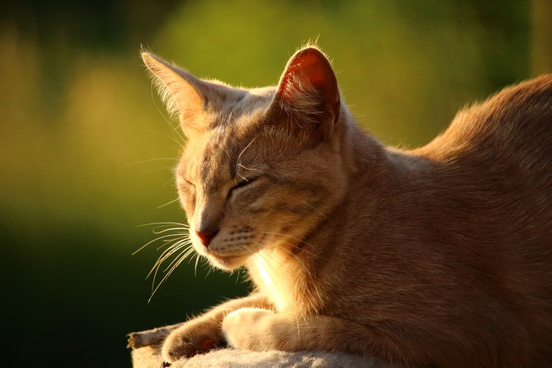 Serene Orange Tabby Cat Basking in Sunlight - Free Images, Stock Photos and Pictures on Pikwizard.com