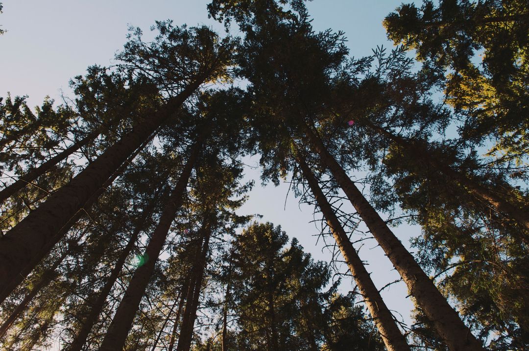 Towering Pine Trees in Rich Forest Canopy