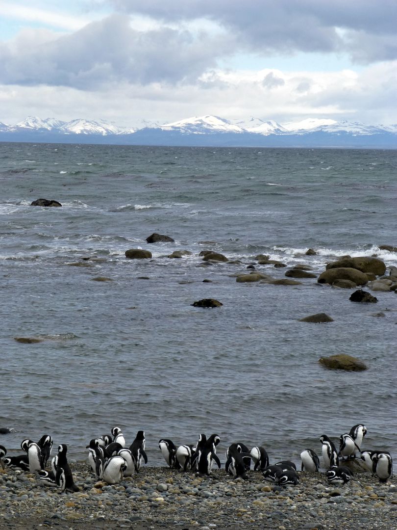 Magellanic Penguins on Rocky Shoreline with Snow-Capped Mountains - Free Images, Stock Photos and Pictures on Pikwizard.com