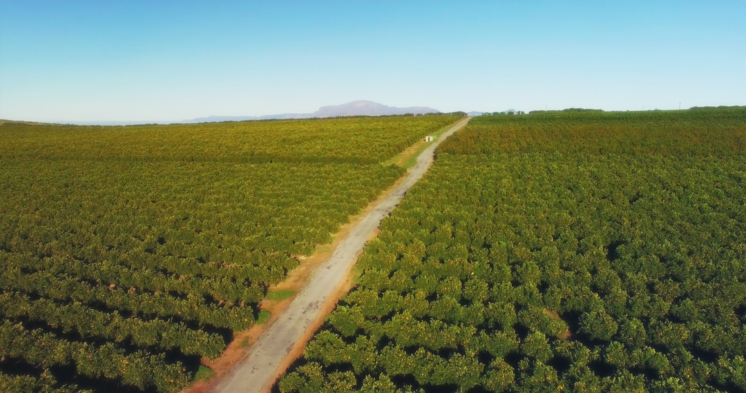 Aerial View of a Vast Green Agricultural Field with Central Path Under Clear Sky - Download Free Stock Images Pikwizard.com