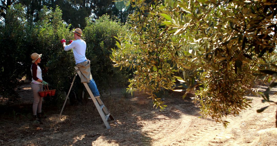 Farmers harvesting olives from trees in sunny orchard - Free Images, Stock Photos and Pictures on Pikwizard.com