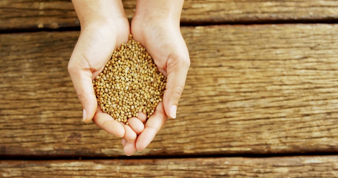 Handful of Grains in Cupped Hands on Rustic Wooden Surface