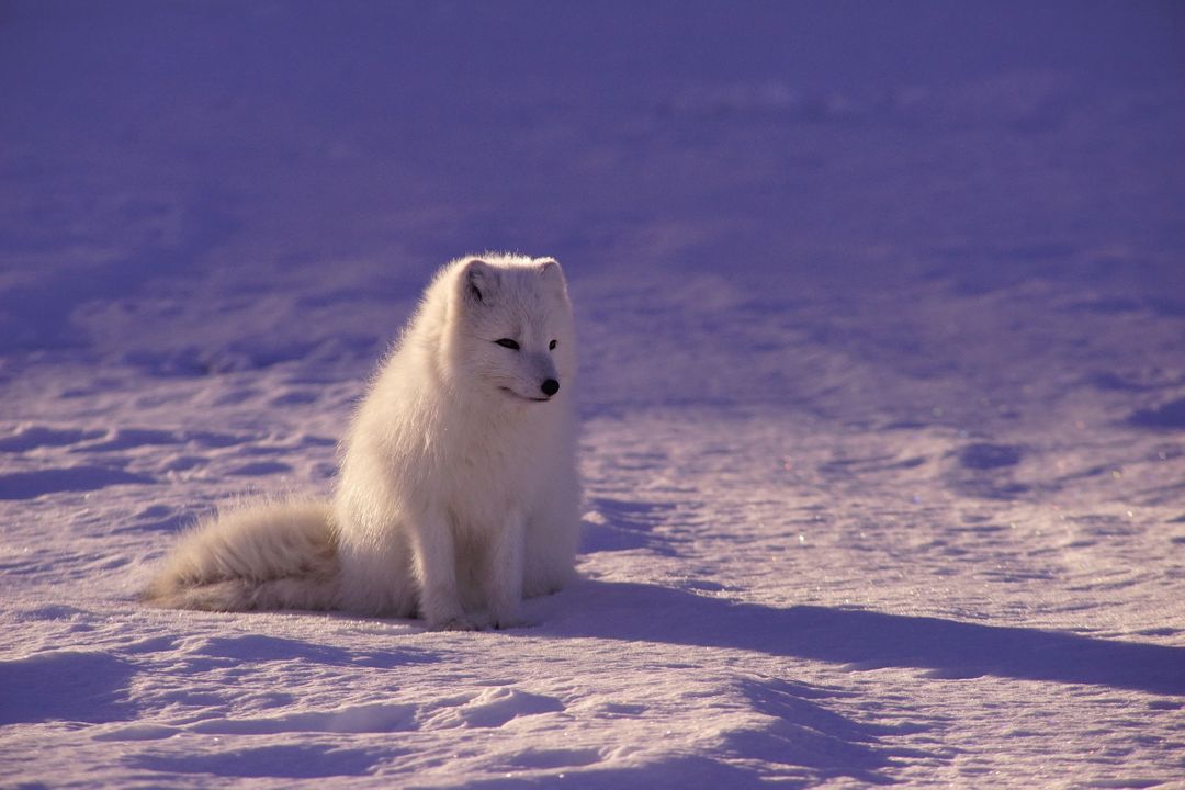 Arctic fox Canine Fox - Free Images, Stock Photos and Pictures on Pikwizard.com