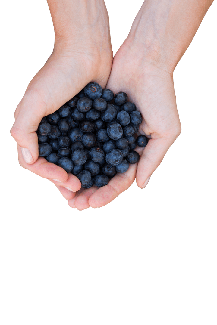 Transparent Hands Holding Ripe Blueberries