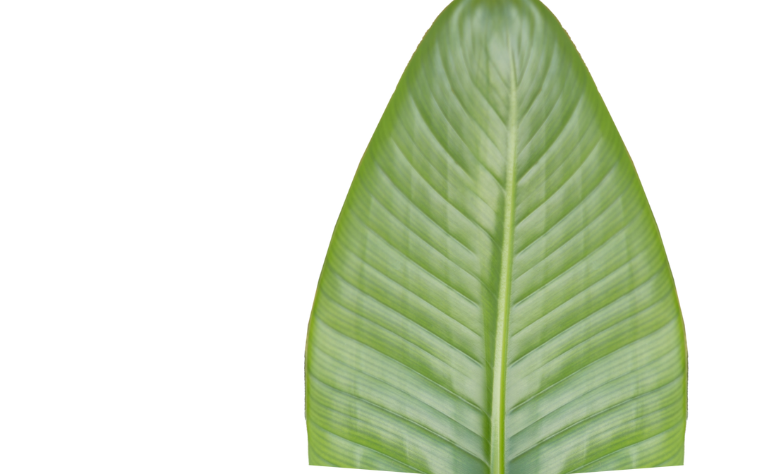 Digital PNG Green Leaf on Transparent Background Isolated - Download Free Stock Images Pikwizard.com