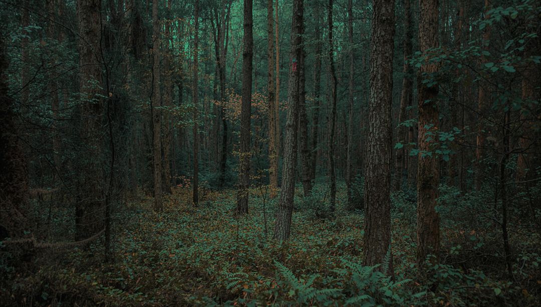 Lush Forest with Mature Trees and Ferns Invites Biodiversity
