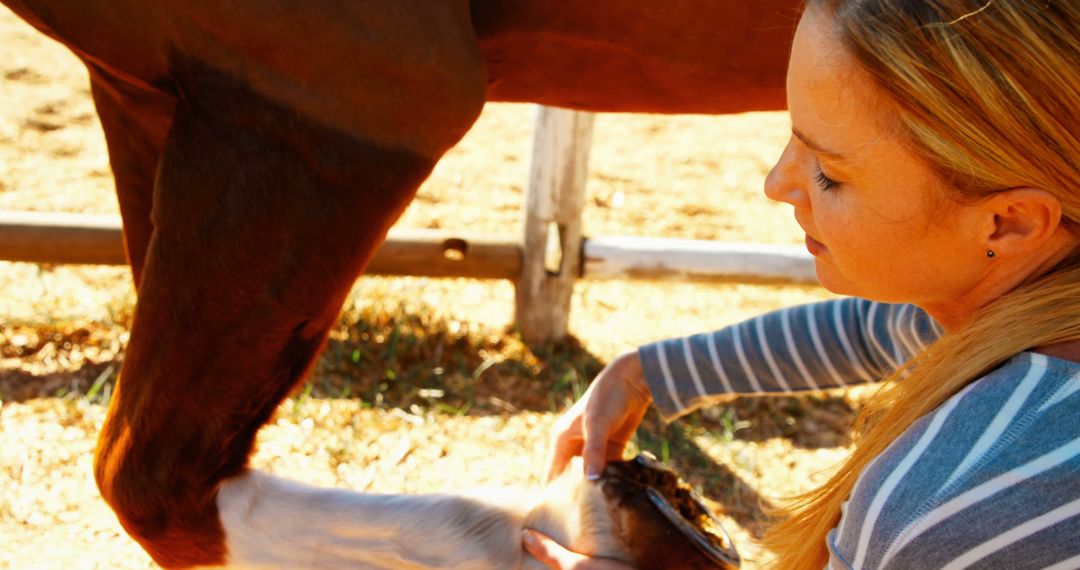 Female Vet Examining Horse Leg in Outdoor Equine Clinic - Free Images, Stock Photos and Pictures on Pikwizard.com