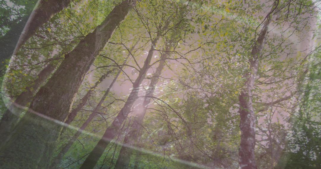Sunlight Filtering Through Tall Trees Under Dreamy Pink Canopy With Lens Flare Bokeh