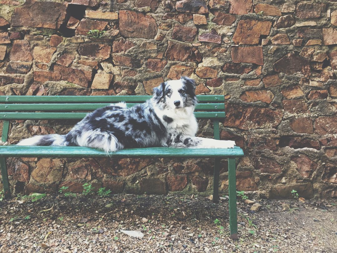 Border Collie Resting on Bench Against Stone Wall - Free Images, Stock Photos and Pictures on Pikwizard.com