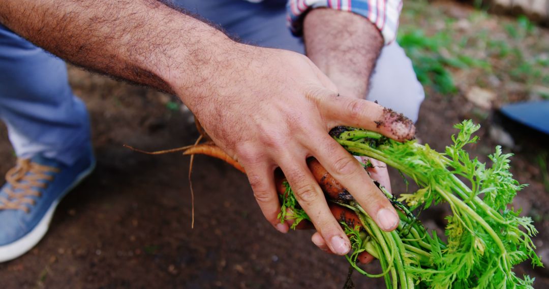 Person harvesting fresh carrots from garden - Free Images, Stock Photos and Pictures on Pikwizard.com