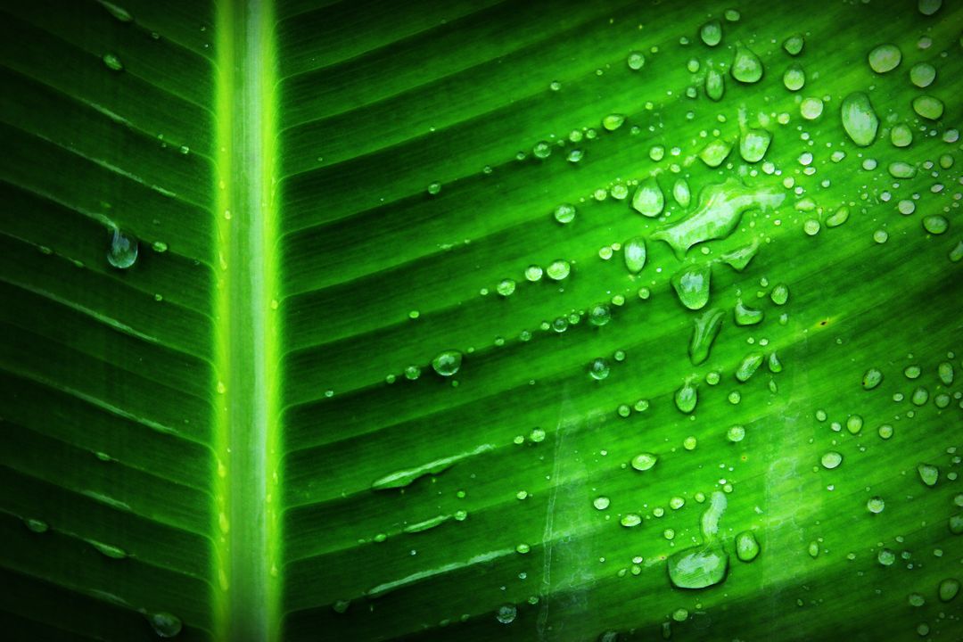 Green Banana Leaf With Substance of Clear Liquid - Free Images, Stock Photos and Pictures on Pikwizard.com