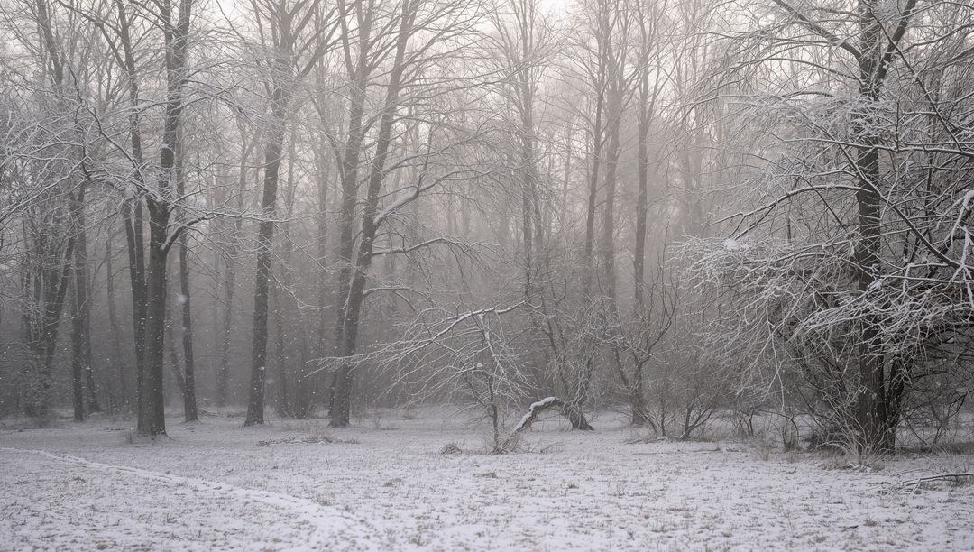 Snow-Covered Winter Woods Clearing Featuring Mist, Frosted Trees and Curved Shrub