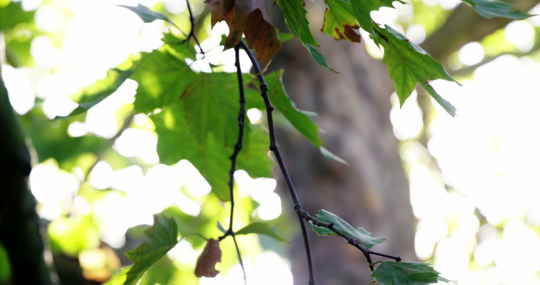 Sunlight Filtering Through Green Leaves in Forest - Free Images, Stock Photos and Pictures on Pikwizard.com