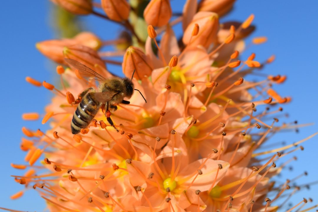 Honeybee Pollinating Vibrant Orange Bloom against Clear Blue Sky - Free Images, Stock Photos and Pictures on Pikwizard.com