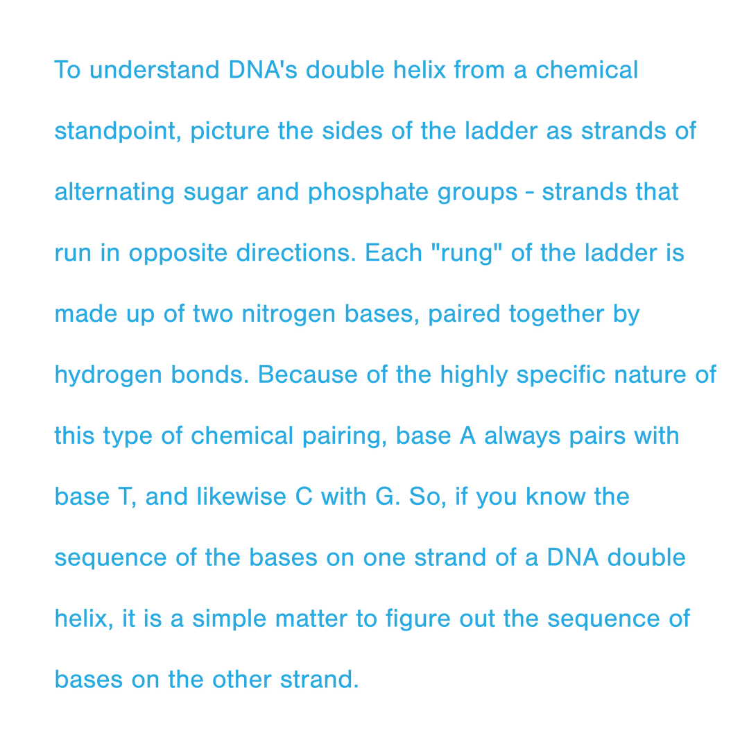 Transparent DNA Double Helix Chemical Perspective Text