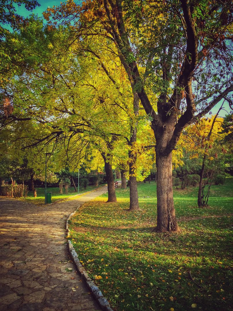 Serene Autumn Park With Stone Pathway - Free Images, Stock Photos and Pictures on Pikwizard.com