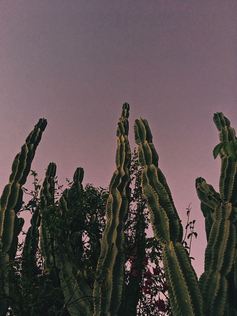 Tall Cacti Against Pink Sky in Desert Evening - Free Images, Stock Photos and Pictures on Pikwizard.com