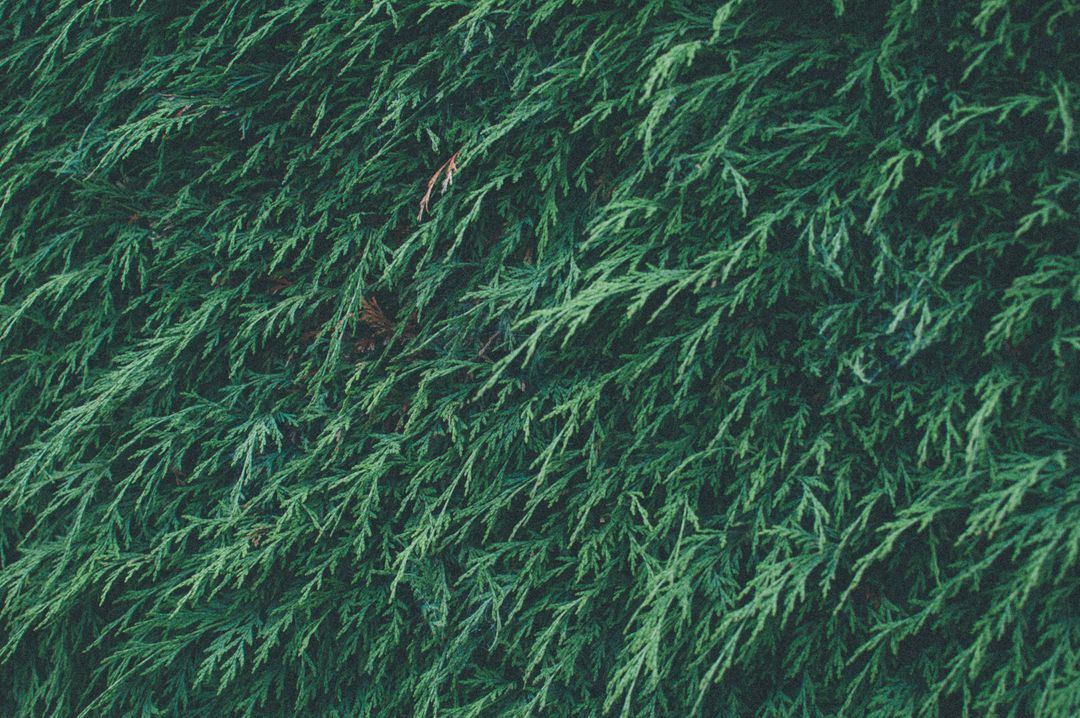 Dense Green Cypress Tree Branches Background - Free Images, Stock Photos and Pictures on Pikwizard.com