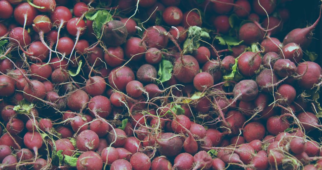 Packing red radishes with tangled roots and green leaves in rustic market produce closeup