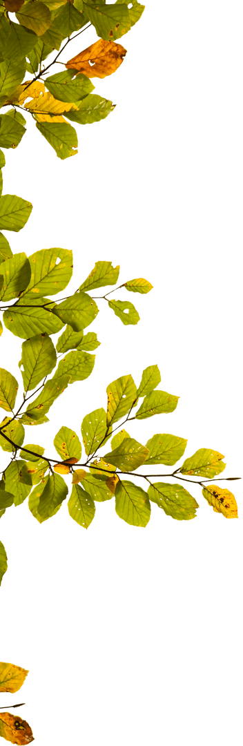 Colorful Leaves on Transparent Background with Copy Space