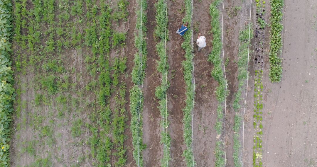 Aerial View of Farmers Working in Green Field - Free Images, Stock Photos and Pictures on Pikwizard.com