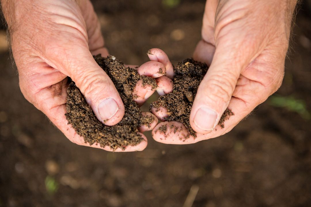 Cropped image of gardener holding dirt at garden - Free Images, Stock Photos and Pictures on Pikwizard.com