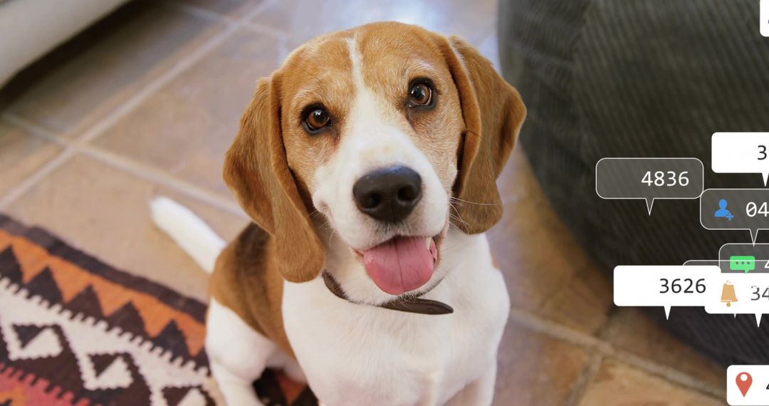 Happy Beagle Dog Sitting on Rustic Tiled Floor at Home