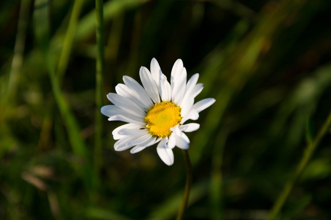 Beautiful Daisy Blooming in Green Meadow - Free Images, Stock Photos and Pictures on Pikwizard.com