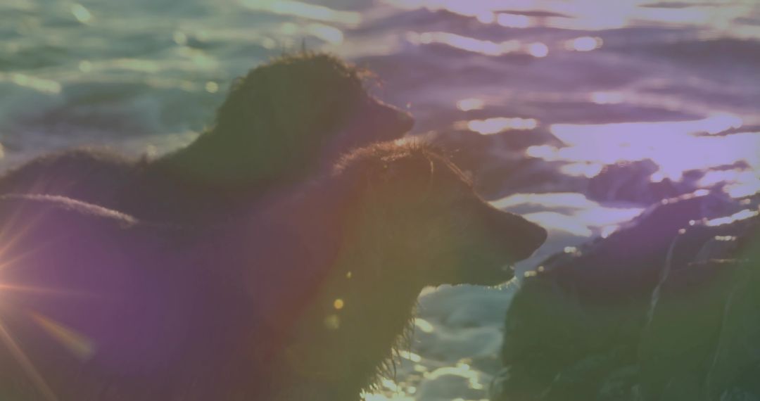 Brown Bears in Serene Waters at Golden Hour with Lens Flares