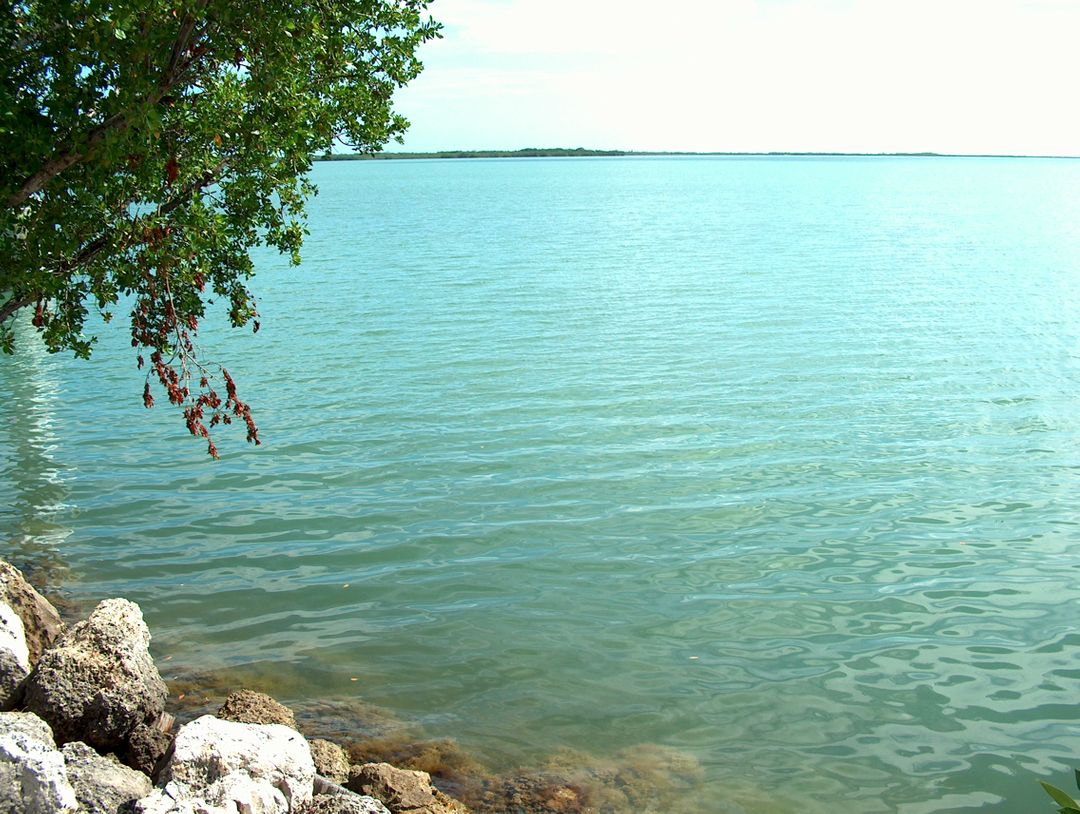 Calm Lake with Coastline and Overhanging Tree Branches - Free Images, Stock Photos and Pictures on Pikwizard.com
