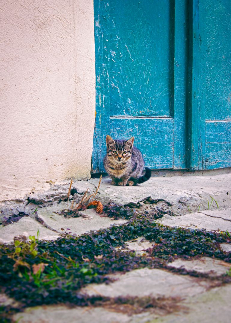 Cute Tabby Kitten Sitting by Rustic Blue Door Outdoors - Free Images, Stock Photos and Pictures on Pikwizard.com