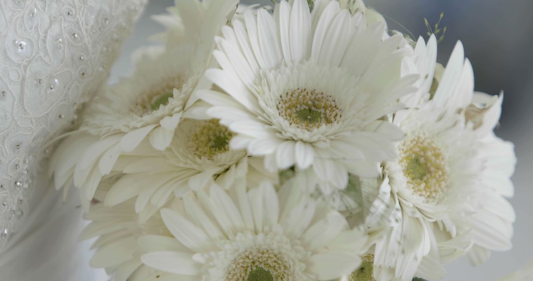 Beautiful White Gerbera Flower Bouquet for Weddings and Decor - Free Images, Stock Photos and Pictures on Pikwizard.com