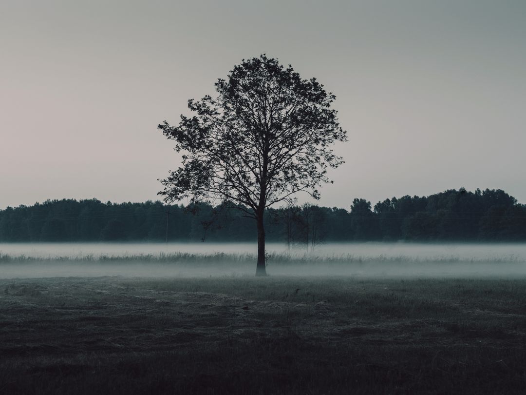 Solitary Tree in Foggy Field at Dawn - Free Images, Stock Photos and Pictures on Pikwizard.com