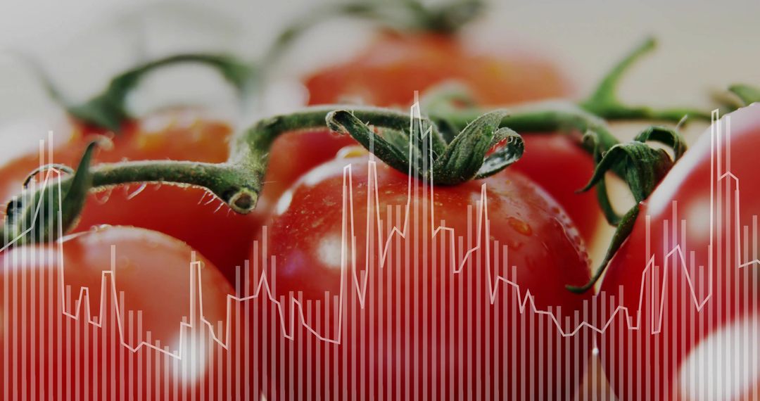 Fresh Ripe Tomatoes with Digital Data Graph Overlay on Vine