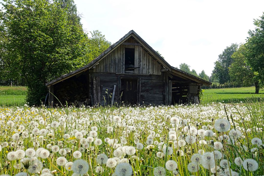 Old Wooden Barn in Spring Meadow with Dandelions - Free Images, Stock Photos and Pictures on Pikwizard.com