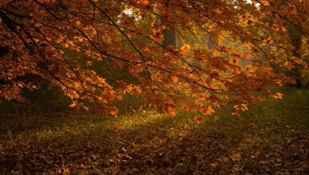 Golden Autumn Branch Arching Over Leaf-Littered Forest Floor with Sunlit Orange Foliage