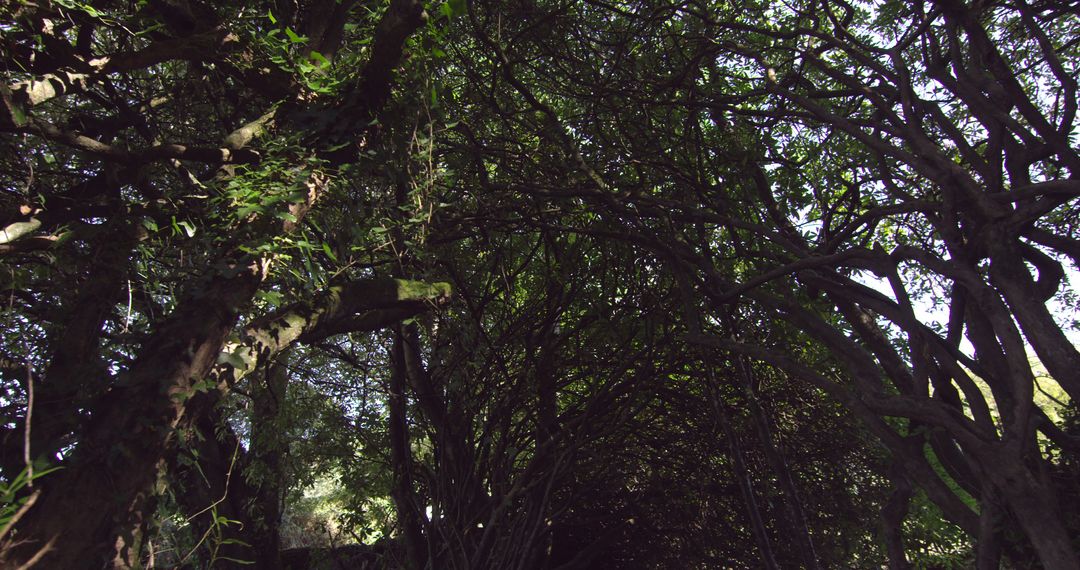 Dense Tree Canopy Creating Natural Tunnel - Free Images, Stock Photos and Pictures on Pikwizard.com