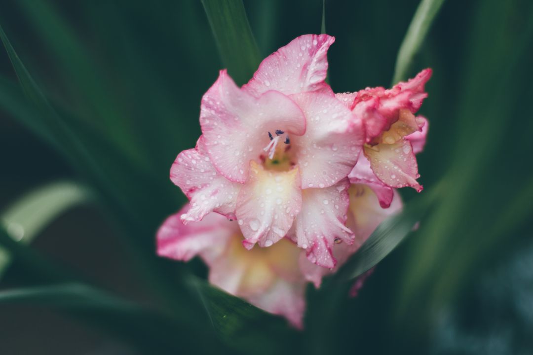 Close-Up of Pink Gladiolus Flowers with Raindrops - Free Images, Stock Photos and Pictures on Pikwizard.com