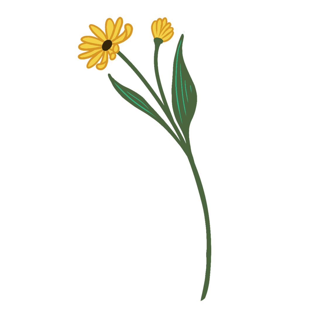 Minimalist Yellow Daisy Stem on Transparent Background