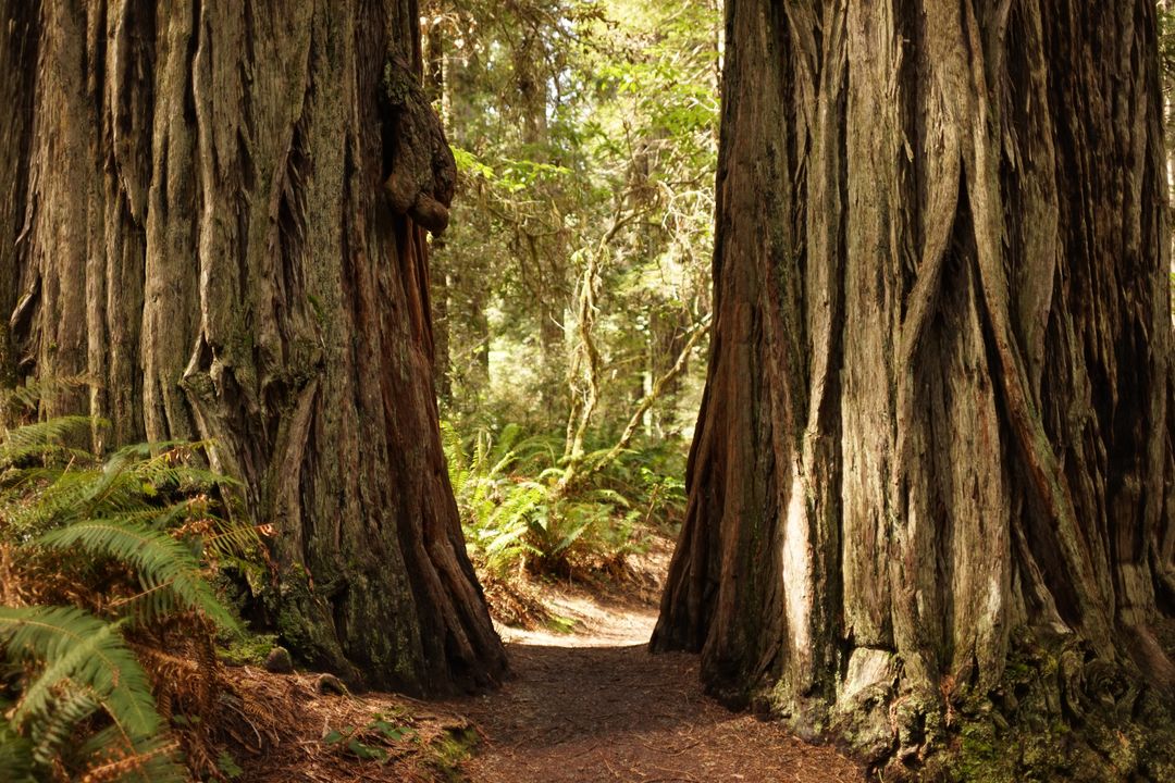 Pathway Between Ancient Redwood Trees in Forest - Free Images, Stock Photos and Pictures on Pikwizard.com