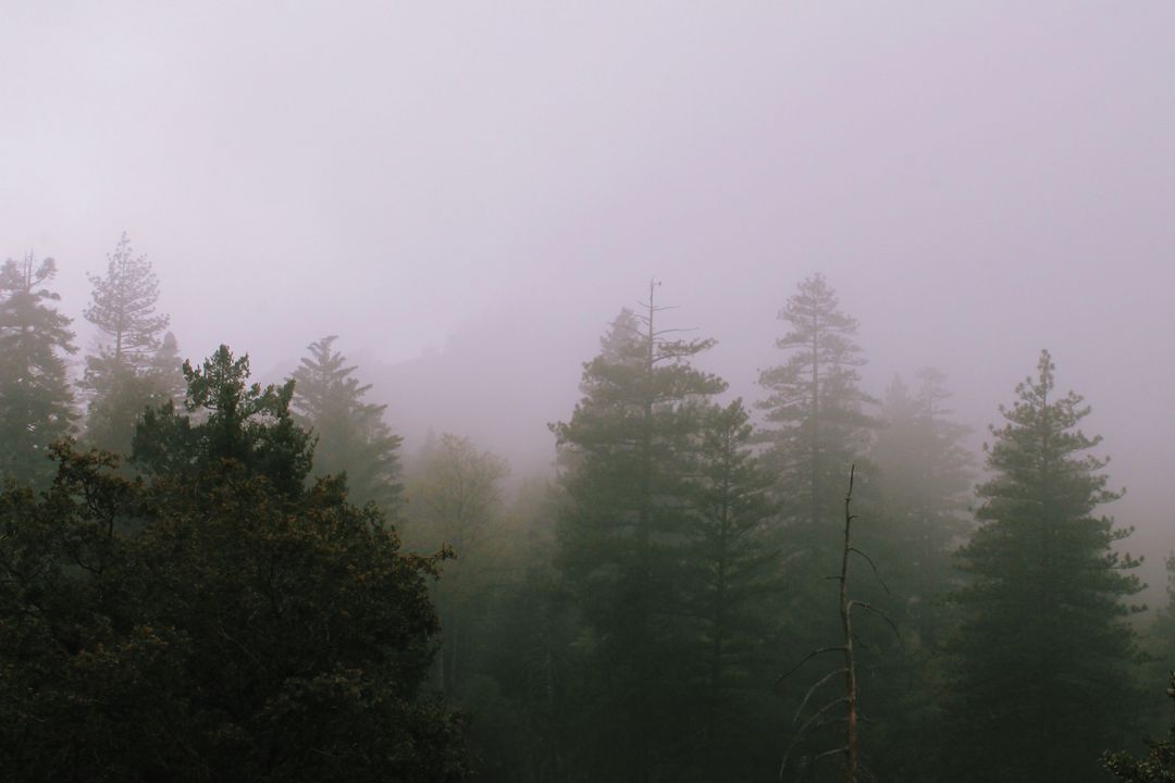 Mystical Forest with Heavy Fog and Tall Evergreen Trees - Free Images, Stock Photos and Pictures on Pikwizard.com