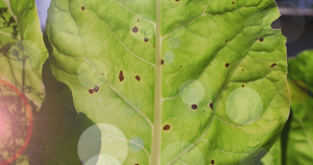 Close-Up Focus on Green Leaf with Sunlit Spots in Garden Setting