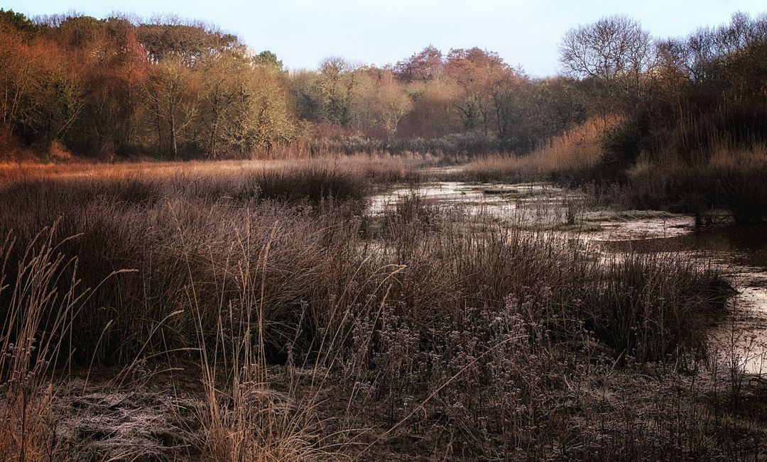 Serene Wetland Landscape at Sunrise with Autumn Foliage - Free Images, Stock Photos and Pictures on Pikwizard.com