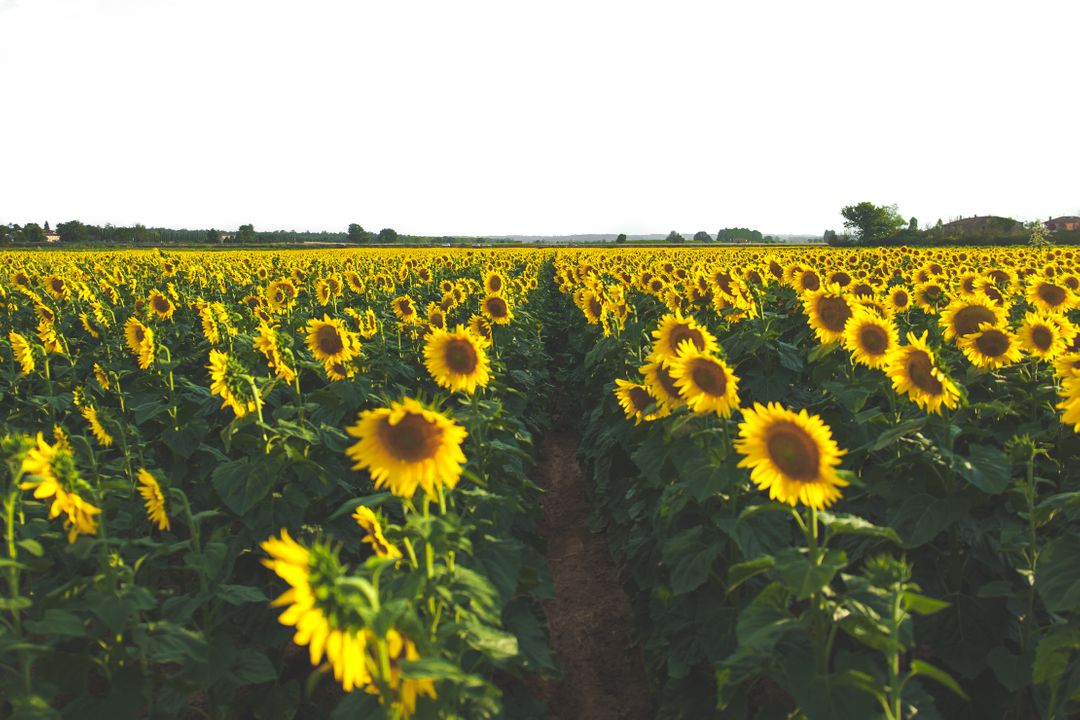 Vibrant Sunflower Field Under Clear Sky - Free Images, Stock Photos and Pictures on Pikwizard.com